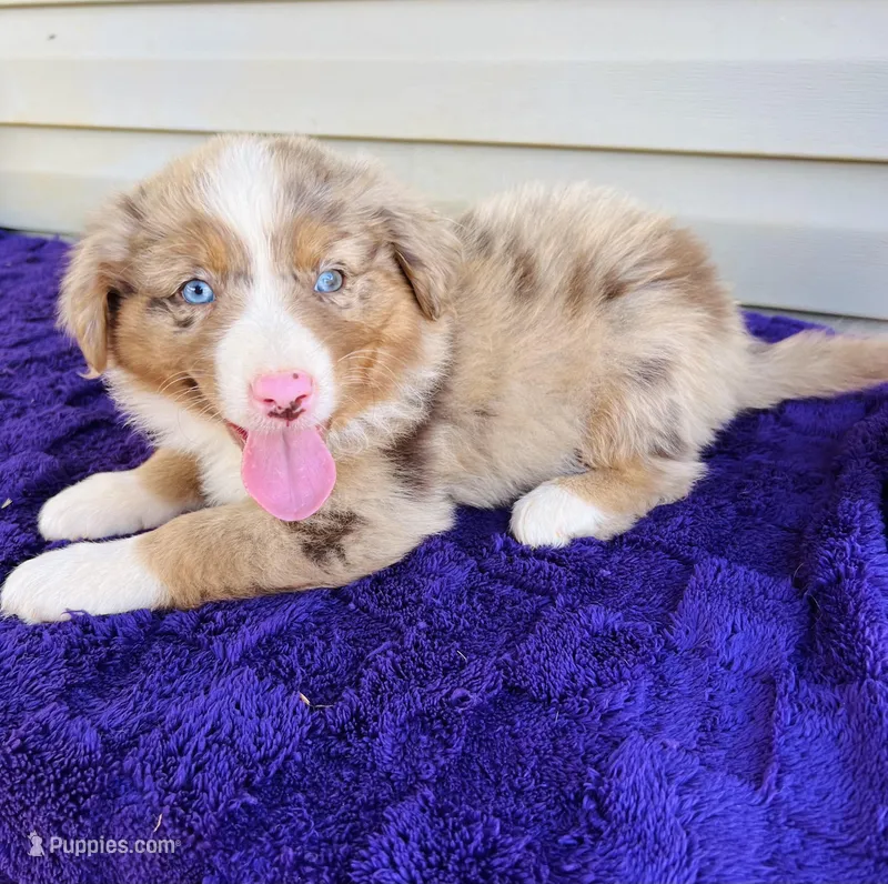 AKC Jexi full tail – Australian Shepherd puppy for sale in Charlotte, NC