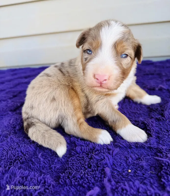 AKC Jexi full tail – Australian Shepherd puppy for sale in Charlotte, NC