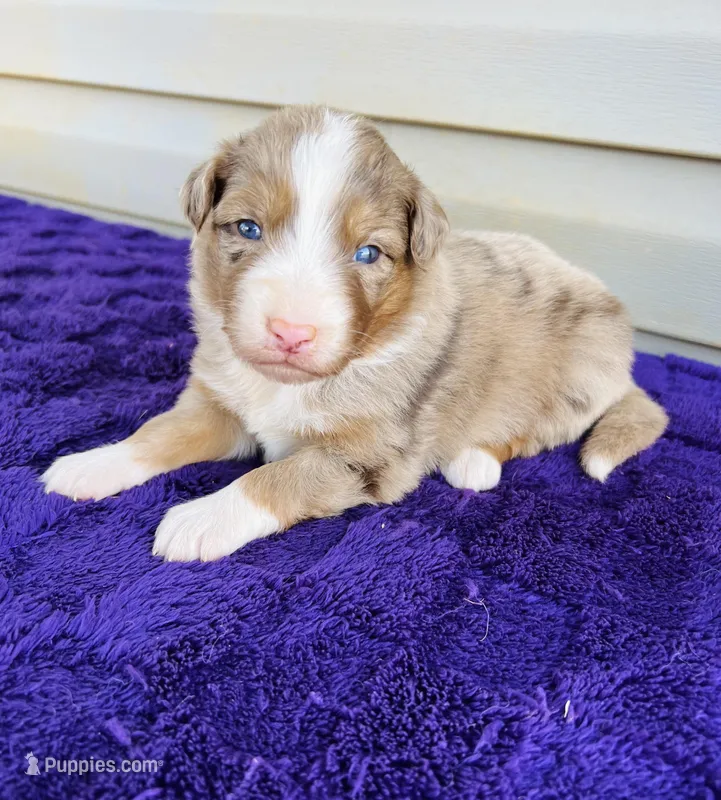 AKC Jexi full tail – Australian Shepherd puppy for sale in Charlotte, NC