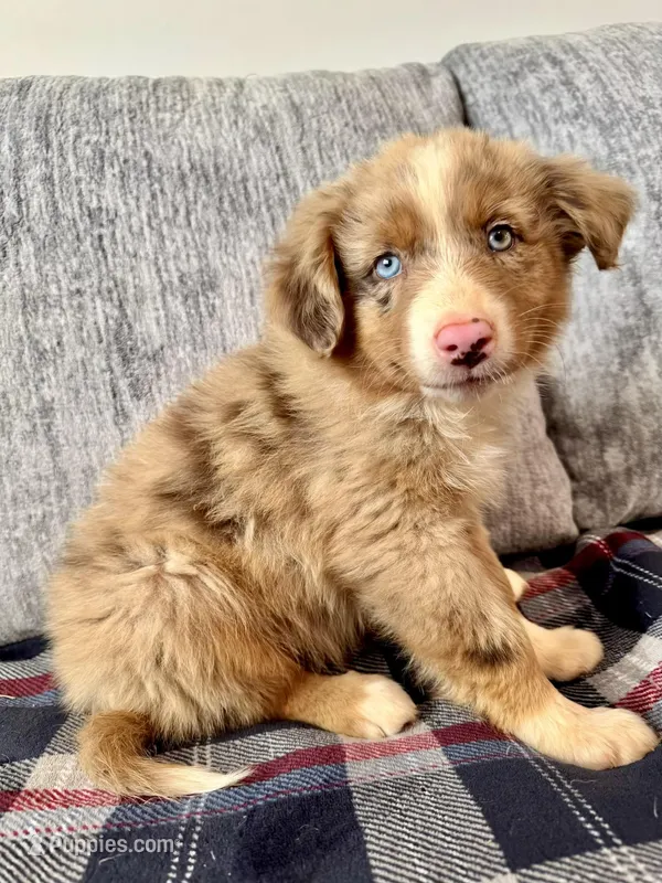 AKC Jexi full tail – Australian Shepherd puppy for sale in Charlotte, NC