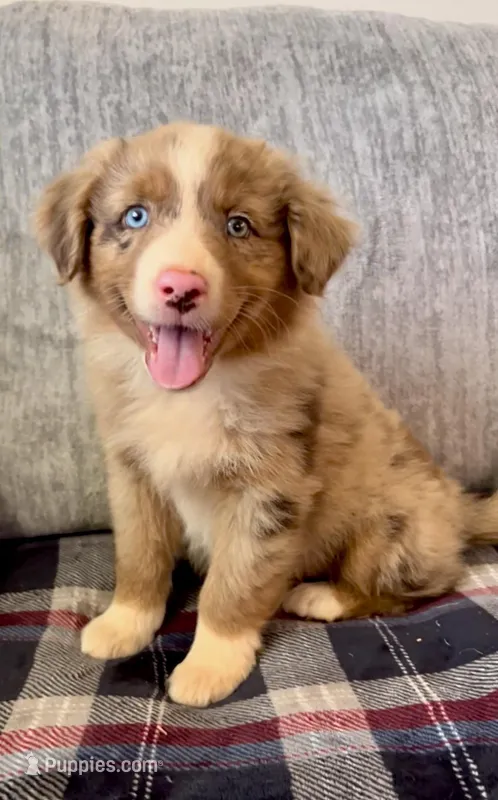 AKC Jexi full tail – Australian Shepherd puppy for sale in Charlotte, NC