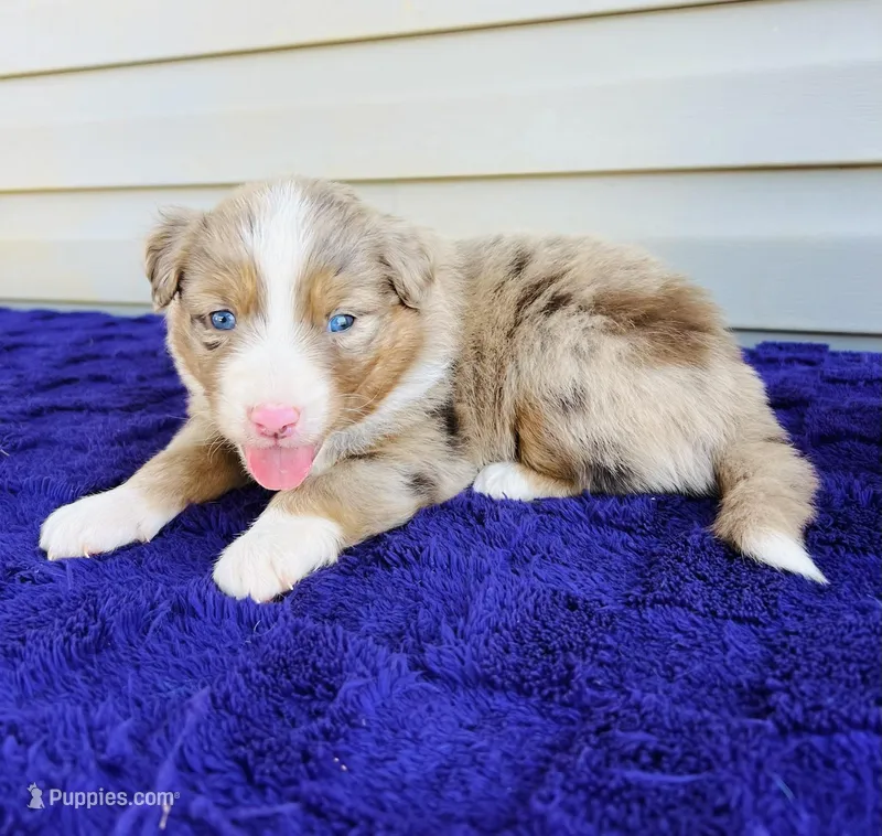 AKC Jexi full tail – Australian Shepherd puppy for sale in Charlotte, NC