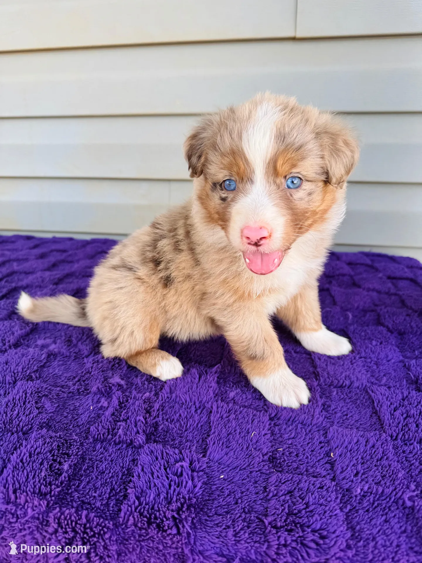 AKC Jexi full tail – Australian Shepherd puppy for sale in Charlotte, NC