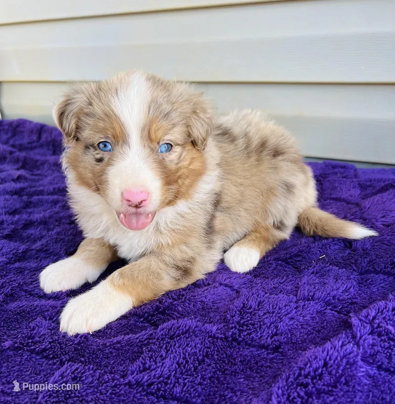 AKC Jexi full tail – Australian Shepherd puppy for sale in Charlotte, NC