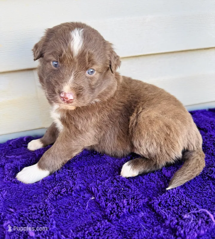 Ginger full tail – Australian Shepherd puppy for sale in Charlotte, NC