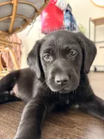 Finn, a male Labrador Retriever for sale in Cleveland, TN – Photo 3 of 3