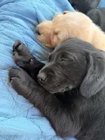 Finn, a male Labrador Retriever for sale in Cleveland, TN – Photo 2 of 3