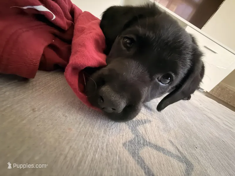Finn – Labrador Retriever puppy for sale in Cleveland, TN