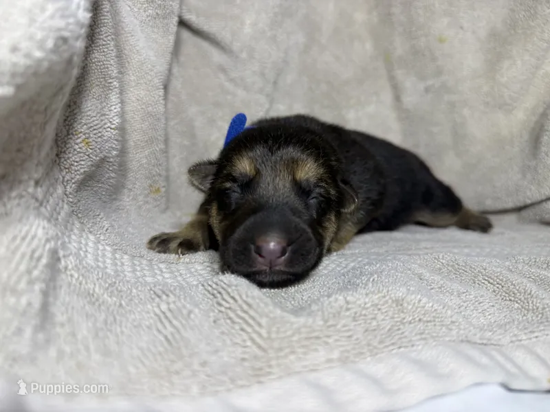 Boy 1 – German Shepherd Dog puppy for sale in Clermont, FL