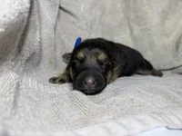 Boy 1, a male German Shepherd Dog for sale in Clermont, FL – 1 of 2