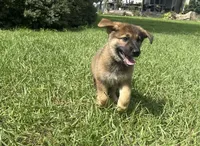 Delilah, a female German Shepherd Dog for sale in Clermont, FL – 2 of 4
