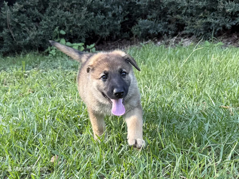 Daisy – German Shepherd Dog puppy for sale in Clermont, FL