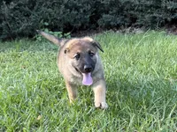 Daisy, a female German Shepherd Dog for sale in Clermont, FL – 1 of 4