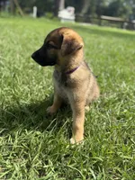 Delilah, a female German Shepherd Dog for sale in Clermont, FL – 3 of 4