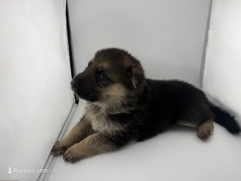 Dallas – German Shepherd Dog puppy for sale in Clermont, FL