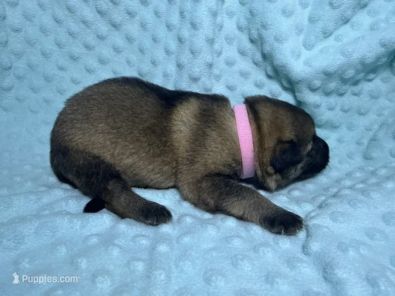 Daisy – German Shepherd Dog puppy for sale in Clermont, FL