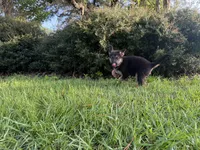 Daffodil , a female German Shepherd Dog for sale in Clermont, FL – 2 of 4