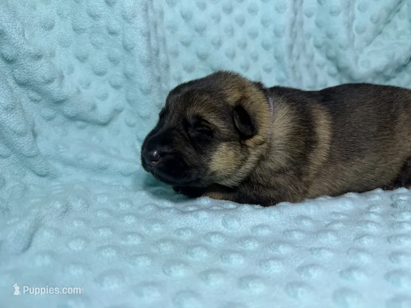 Daphne – German Shepherd Dog puppy for sale in Clermont, FL