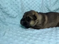 Daphne, a female German Shepherd Dog for sale in Clermont, FL – 1 of 4