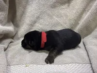 Girl 3, a female German Shepherd Dog for sale in Clermont, FL – 2 of 2
