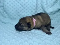 Daisy, a female German Shepherd Dog for sale in Clermont, FL – 3 of 5
