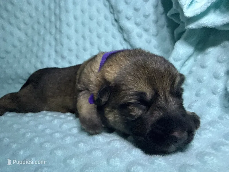 Delilah – German Shepherd Dog puppy for sale in Clermont, FL
