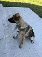 Desert, a male German Shepherd Dog for sale in Clermont, FL – 6 of 7