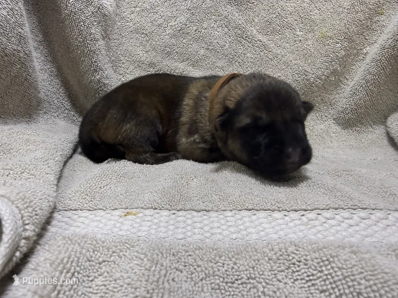 Boy 3 – German Shepherd Dog puppy for sale in Clermont, FL