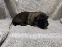 Boy 3, a male German Shepherd Dog for sale in Clermont, FL – 1 of 2