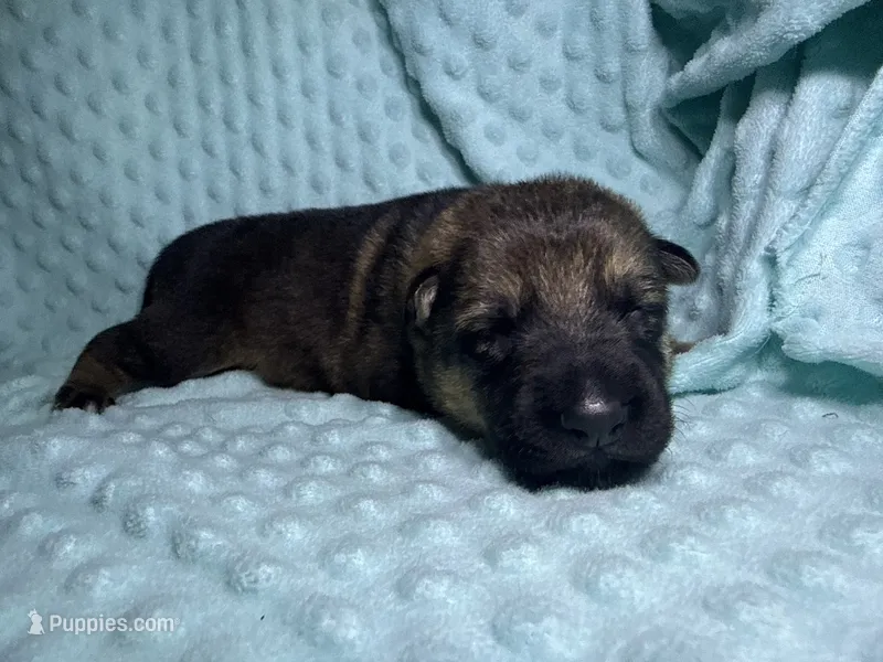 Dutch – German Shepherd Dog puppy for sale in Clermont, FL