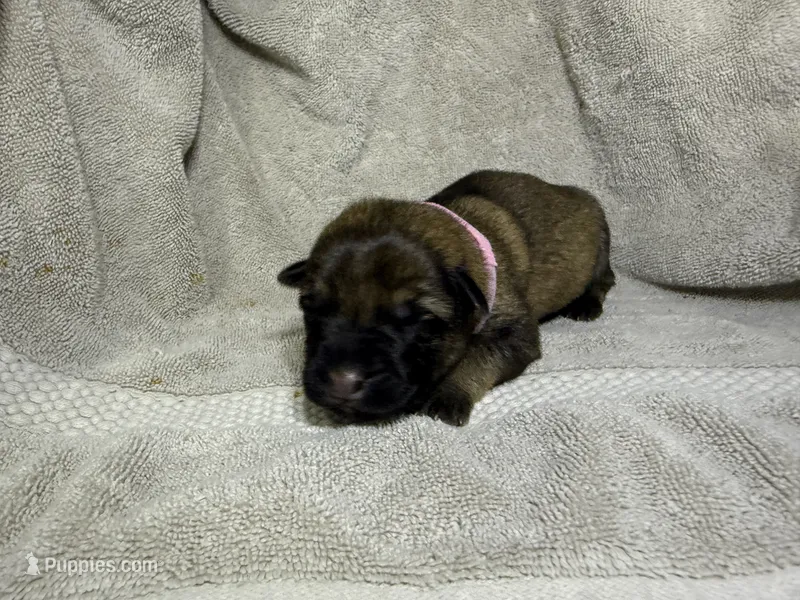 Girl 1, a female German Shepherd Dog for sale in Clermont, FL – 1 of 2
