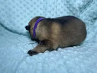 Delilah, a female German Shepherd Dog for sale in Clermont, FL – 3 of 4