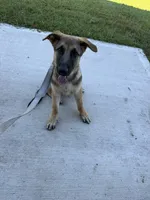 Desert, a male German Shepherd Dog for sale in Clermont, FL – 1 of 7