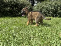 Daphne, a female German Shepherd Dog for sale in Clermont, FL – 4 of 4