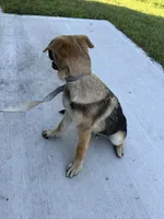 Desert, a male German Shepherd Dog for sale in Clermont, FL – 7 of 7