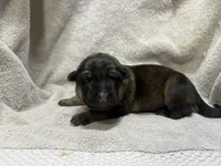 Girl 5, a female German Shepherd Dog for sale in Clermont, FL – 2 of 2