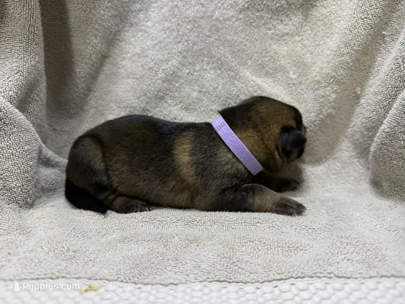 Girl 5 – German Shepherd Dog puppy for sale in Clermont, FL