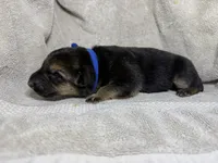 Boy 1, a male German Shepherd Dog for sale in Clermont, FL – 2 of 2
