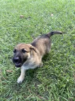 Daisy, a female German Shepherd Dog for sale in Clermont, FL – 3 of 4