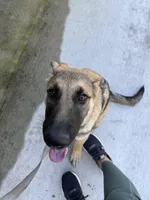 Desert, a male German Shepherd Dog for sale in Clermont, FL – 2 of 7
