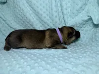 Daphne, a female German Shepherd Dog for sale in Clermont, FL – 2 of 4