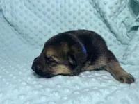 Dallas, a male German Shepherd Dog for sale in Clermont, FL – 3 of 4