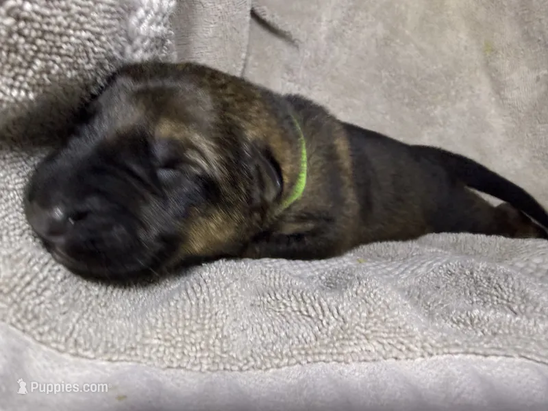 Boy 2, a male German Shepherd Dog for sale in Clermont, FL – 1 of 2