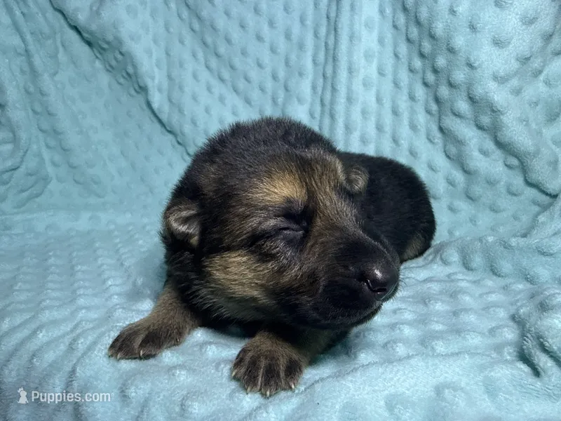 Dallas – German Shepherd Dog puppy for sale in Clermont, FL