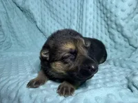 Dallas, a male German Shepherd Dog for sale in Clermont, FL – 1 of 4