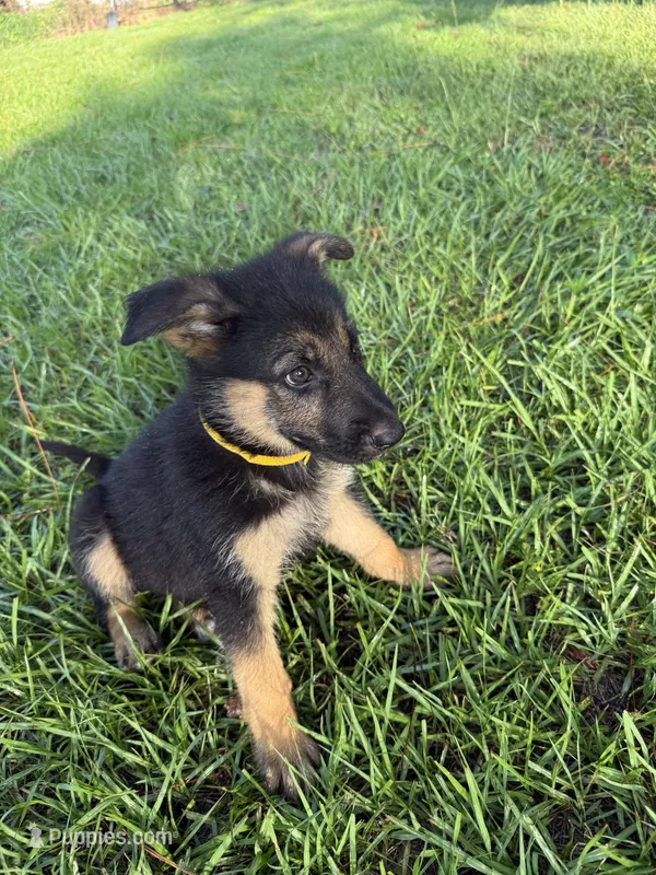 Daffodil  – German Shepherd Dog puppy for sale in Clermont, FL
