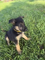 Daffodil , a female German Shepherd Dog for sale in Clermont, FL – 1 of 4
