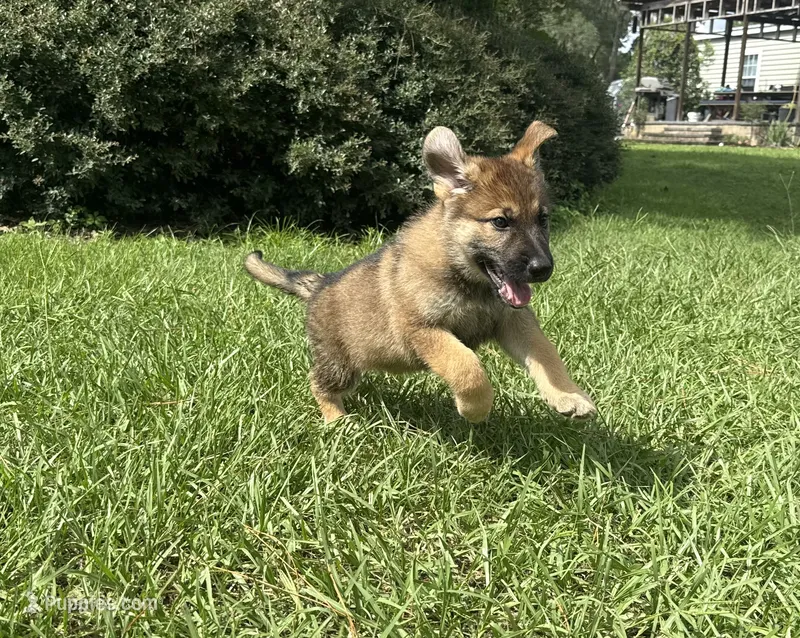 Delilah – German Shepherd Dog puppy for sale in Clermont, FL