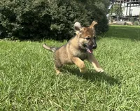 Delilah, a female German Shepherd Dog for sale in Clermont, FL – 1 of 4