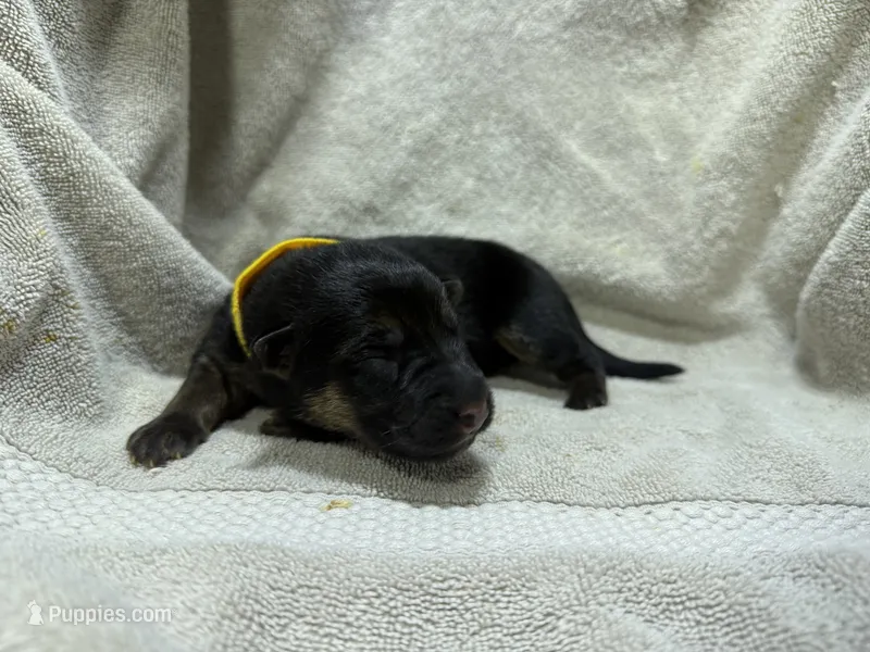Girl 4, a female German Shepherd Dog for sale in Clermont, FL – 1 of 2